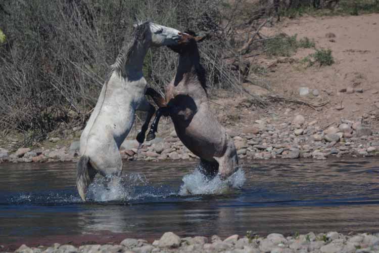 mustangs